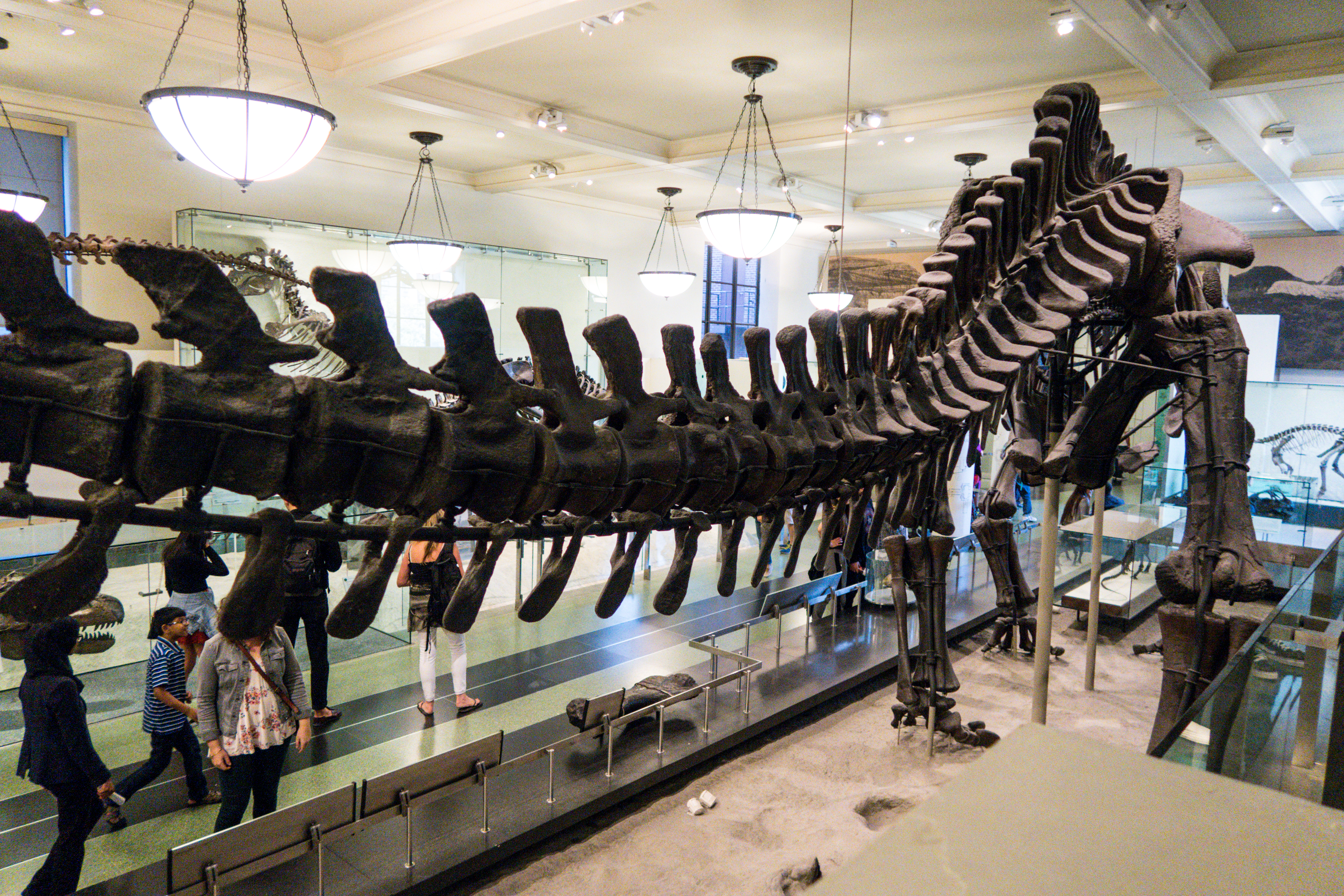 American Museum of Natural History_66.jpg