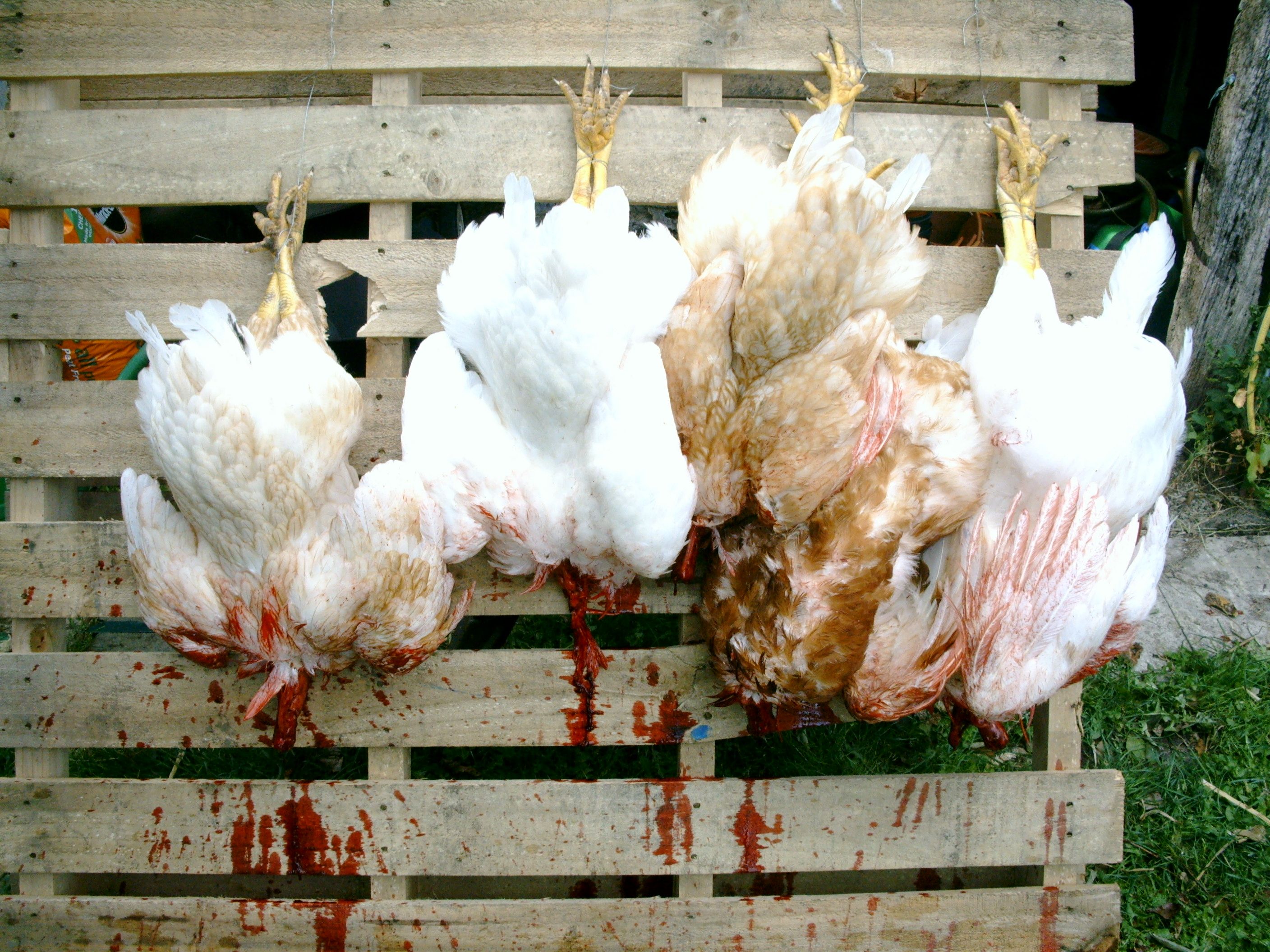 four-first-chicken-killing-3.jpg
