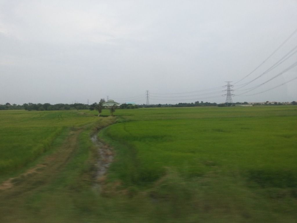 green rice field39.jpg