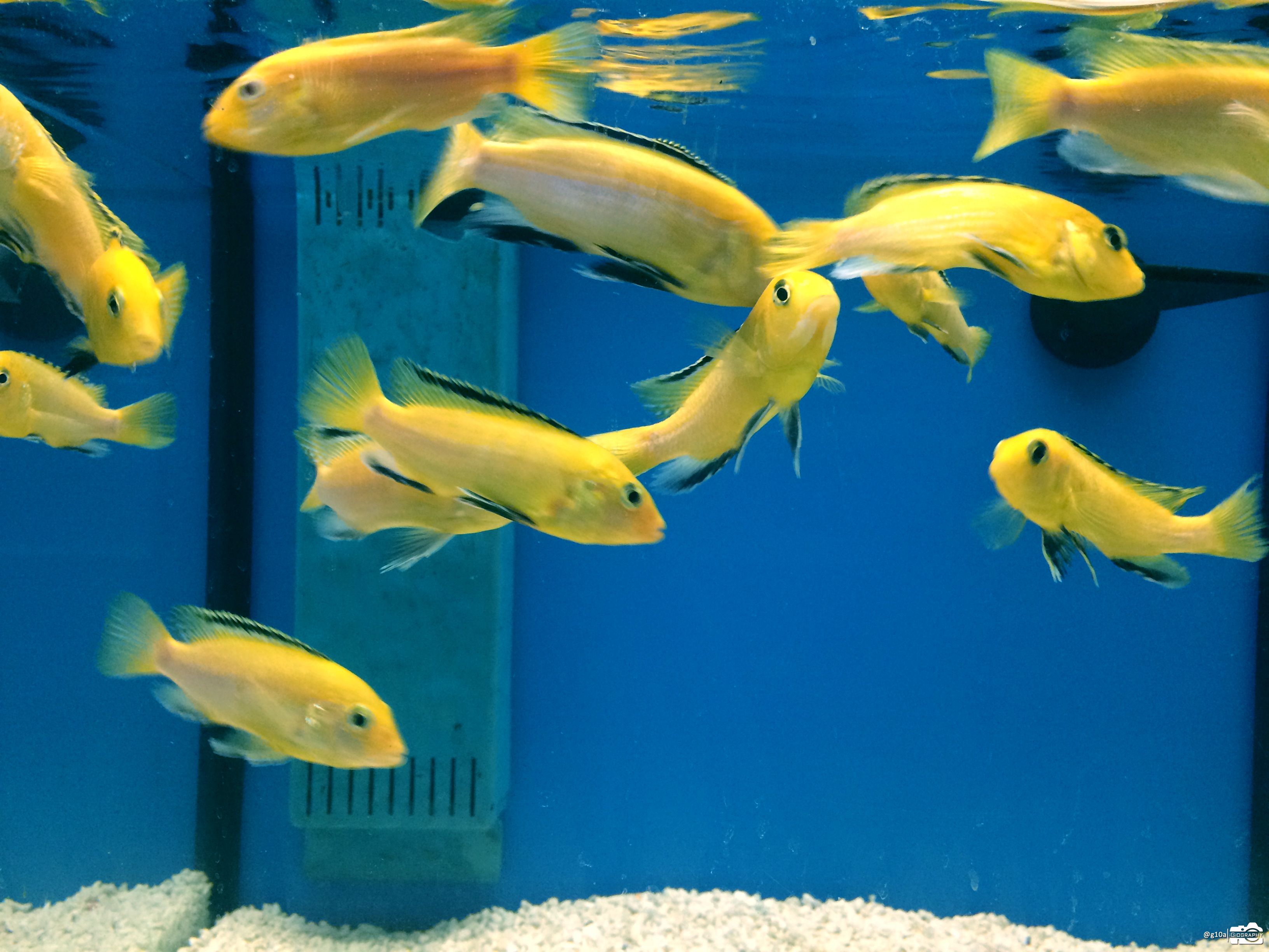 Yellow Little Fish