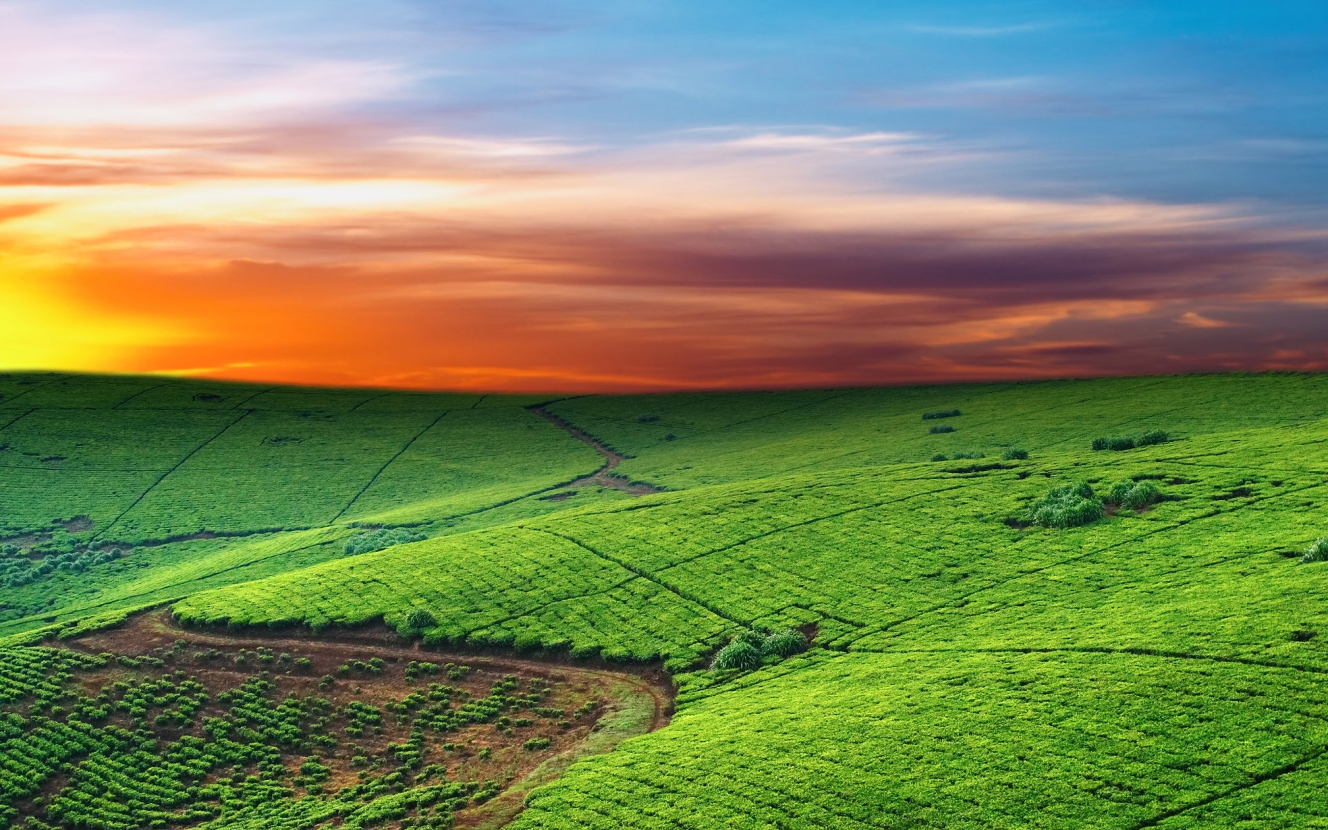 tea-plantation-at-sundown-221720.jpg