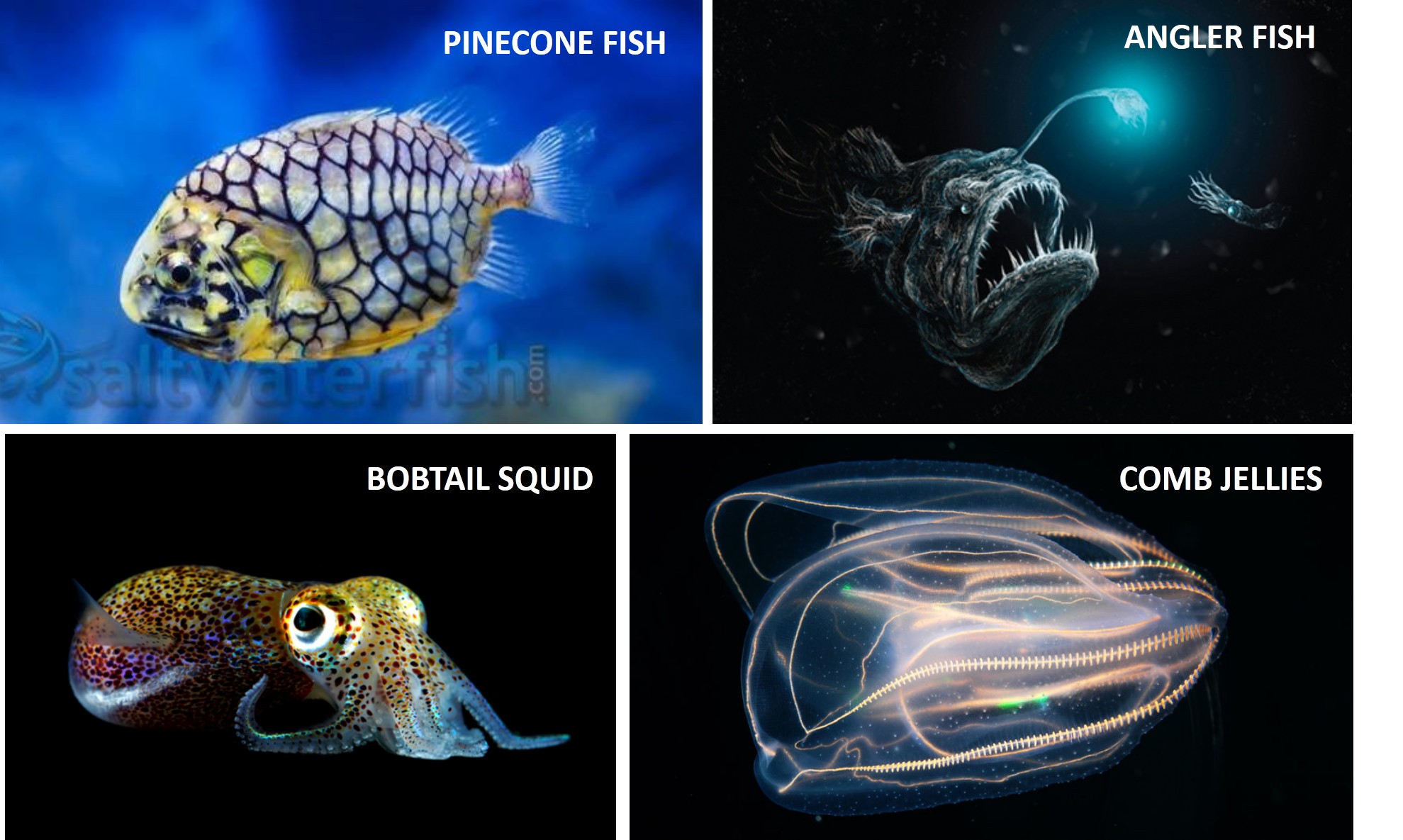 symbionts bacteria examples