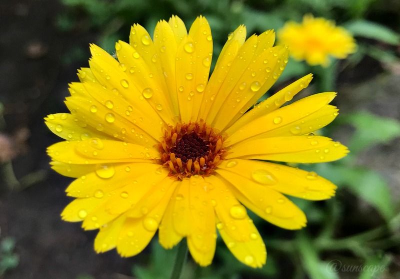 petals photofeed calendula.jpg