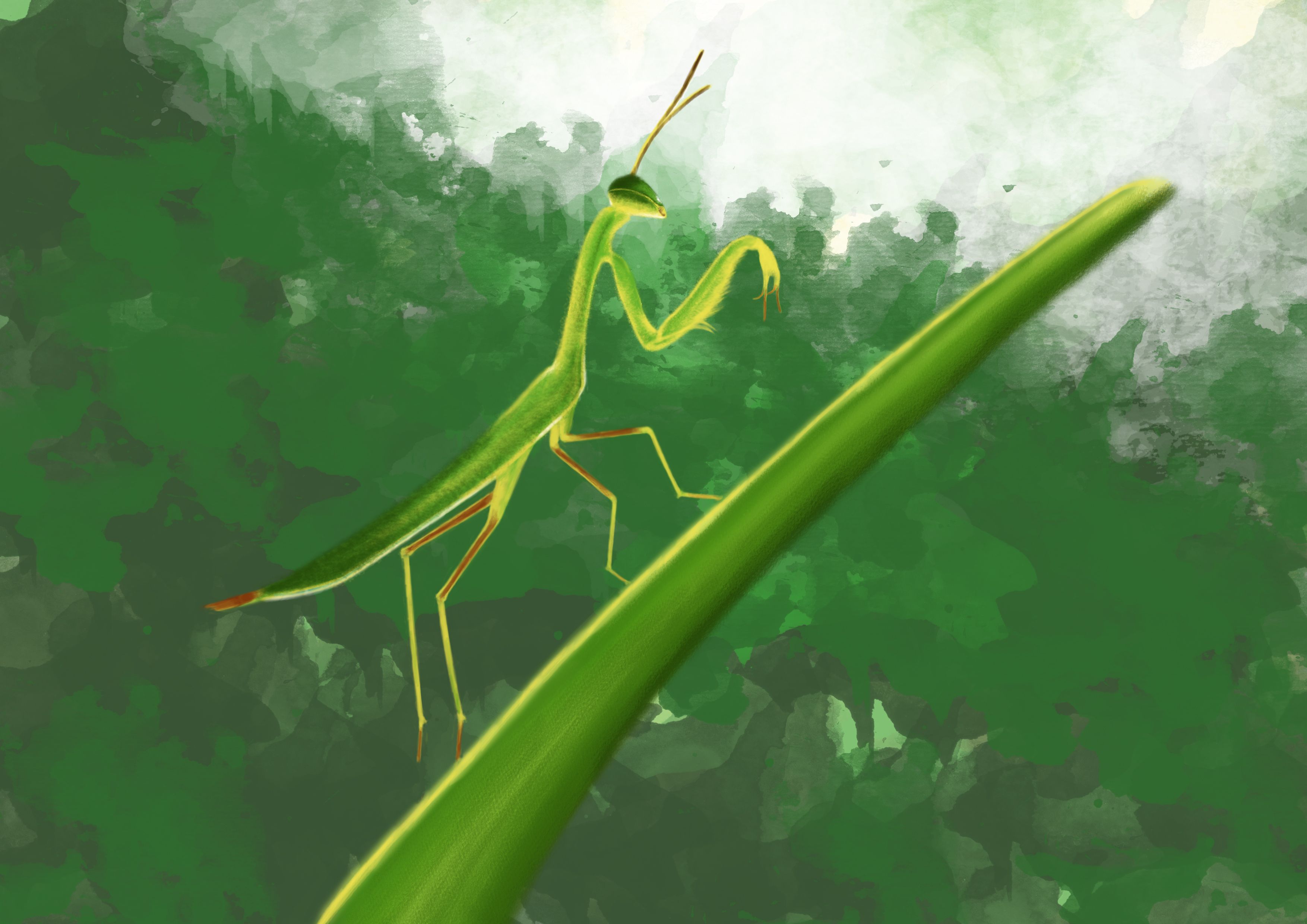 Mantis.jpg