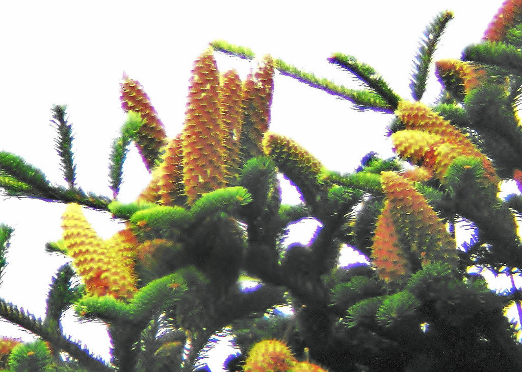 5000392179_927cf198c4_b (FILEminimizer).jpg