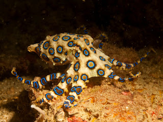 Blue-Ring-Octopus.jpg