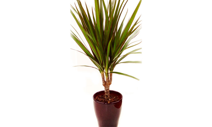 Red-edged-dracena-air-cleaning-plant.jpg