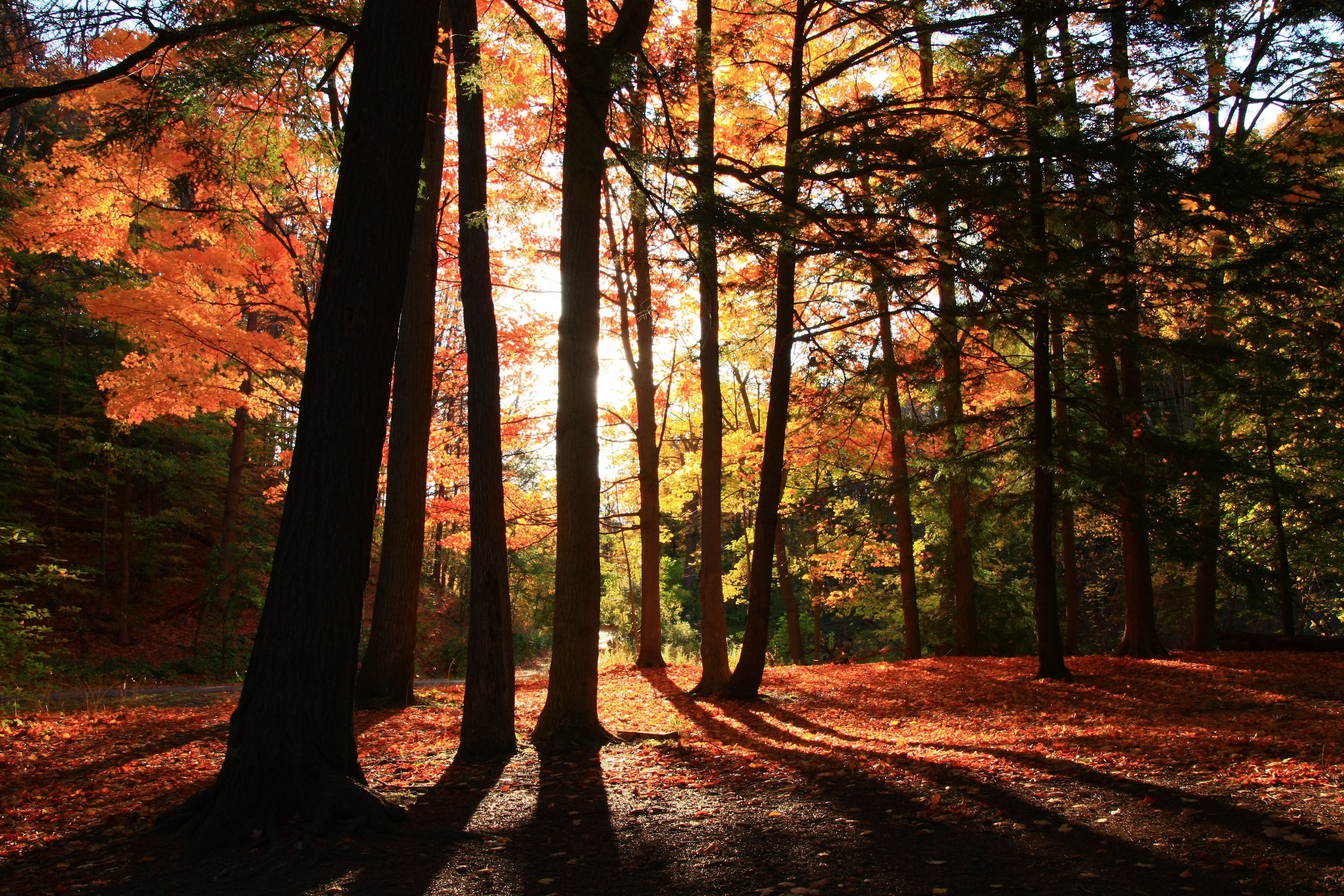 late fall at torontos parks 2016._7660.JPG