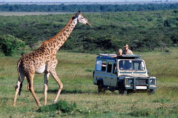 Kenya-Masai-Mara-Watching-Maasai-giraffe-on-a-game-drive-on-a-safari-holiday.jpg