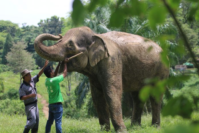 Gajah-Sumatera-696x464.jpg