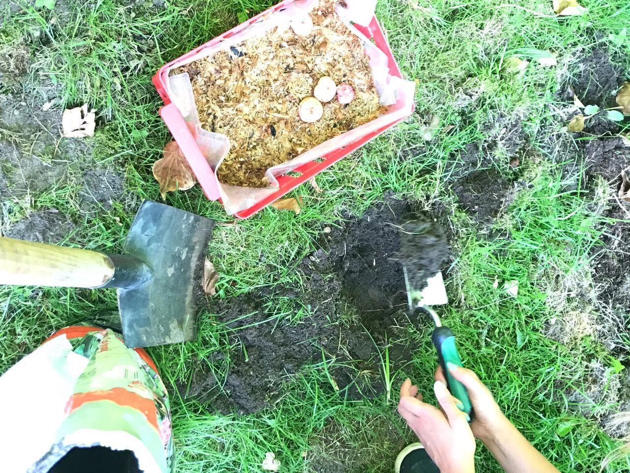 A series: Gardening time - strawberry harvest / Eine Serie: Zeit für