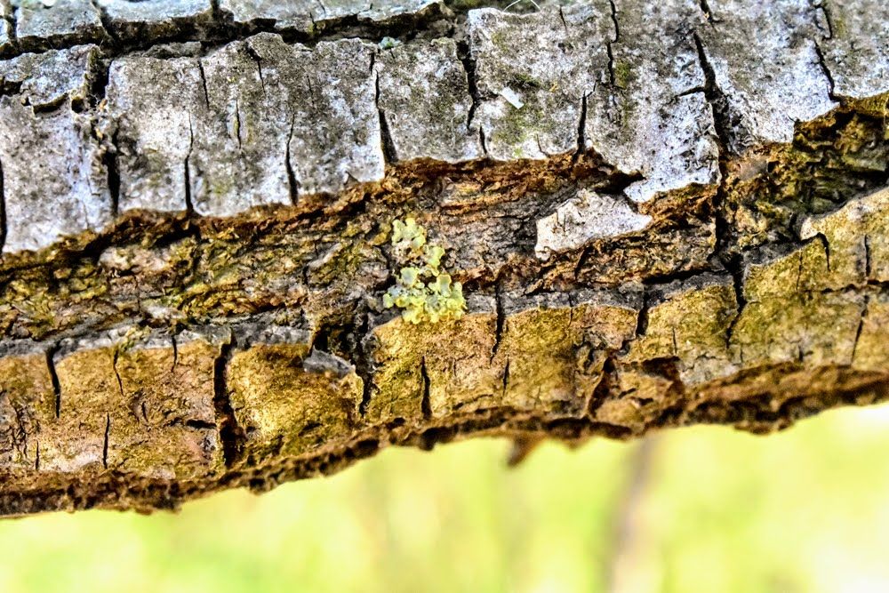 bark tree.JPG