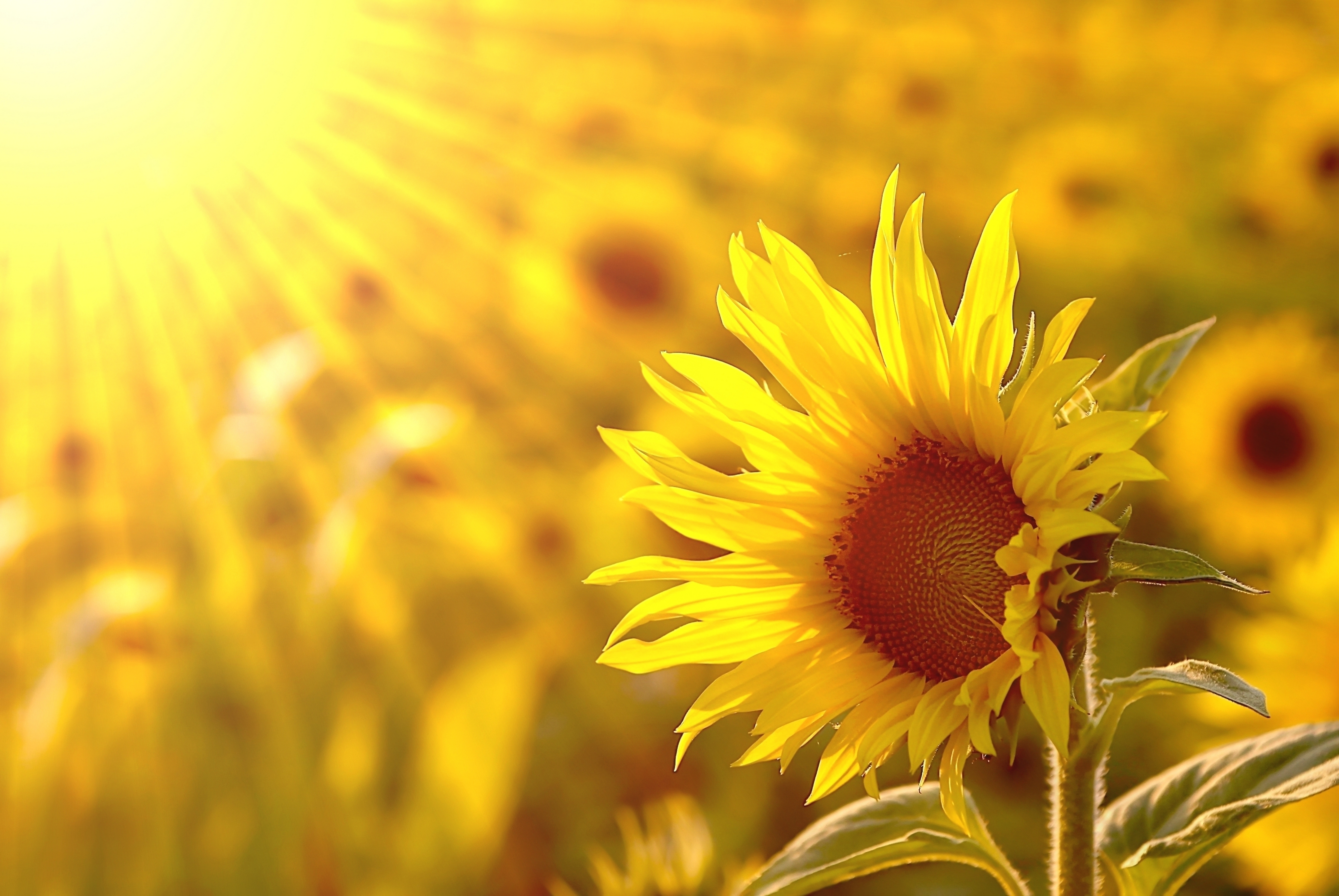 Sunflower background 03.jpg