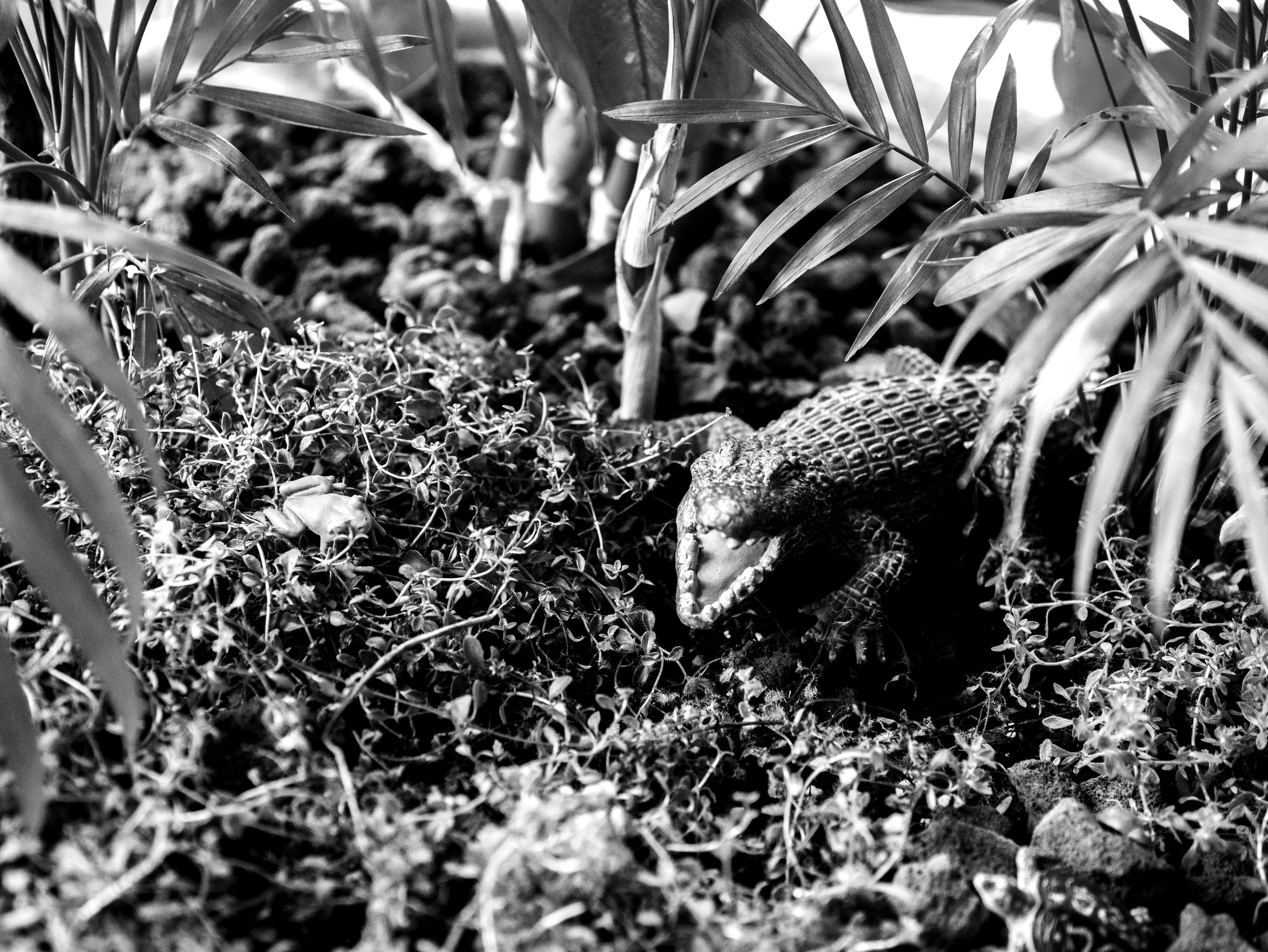 GATOR_MONO_P1080721.jpg