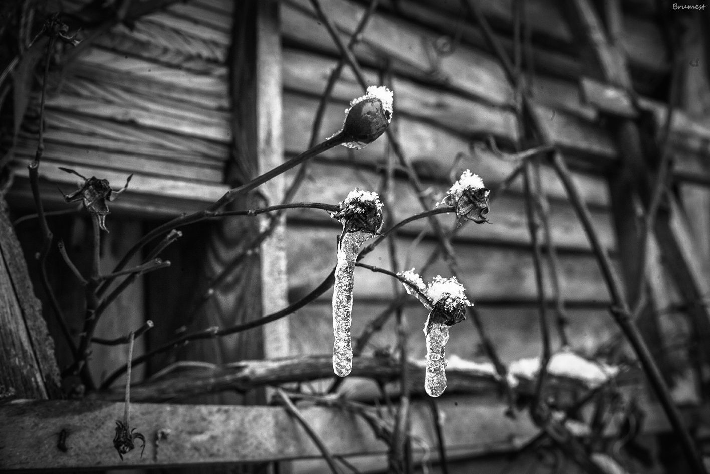 IMG_4169-CS-21-3BW2.jpg