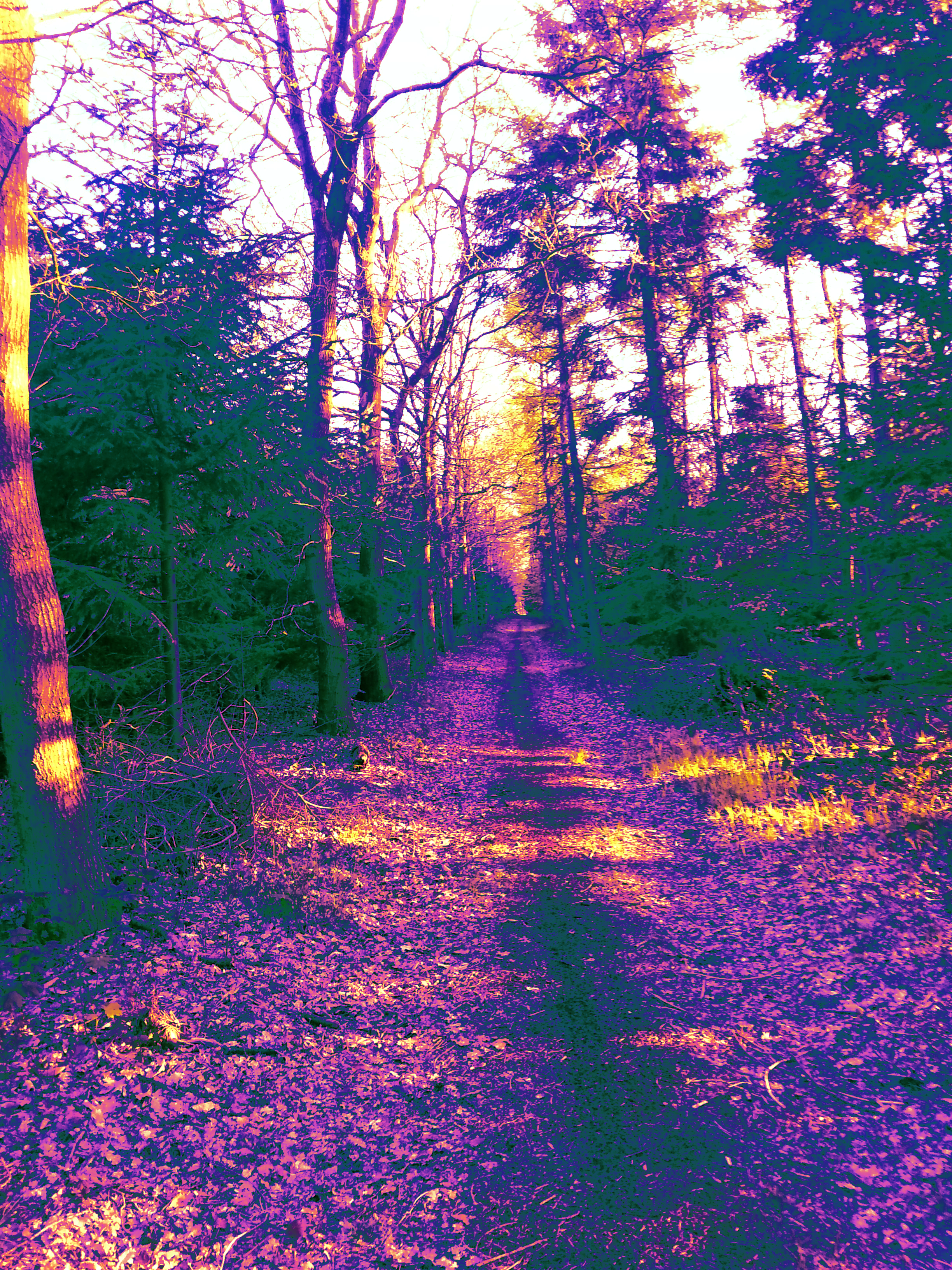 trippy tree alley (Zwischenschritt).png