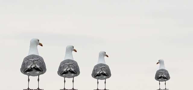 forgiveness-gulls.jpg