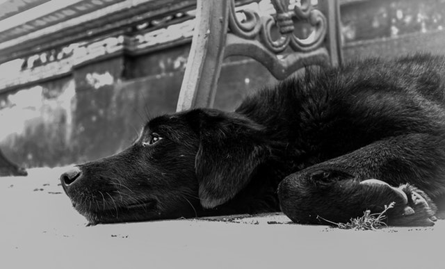 pexels-photo-733555.jpeg