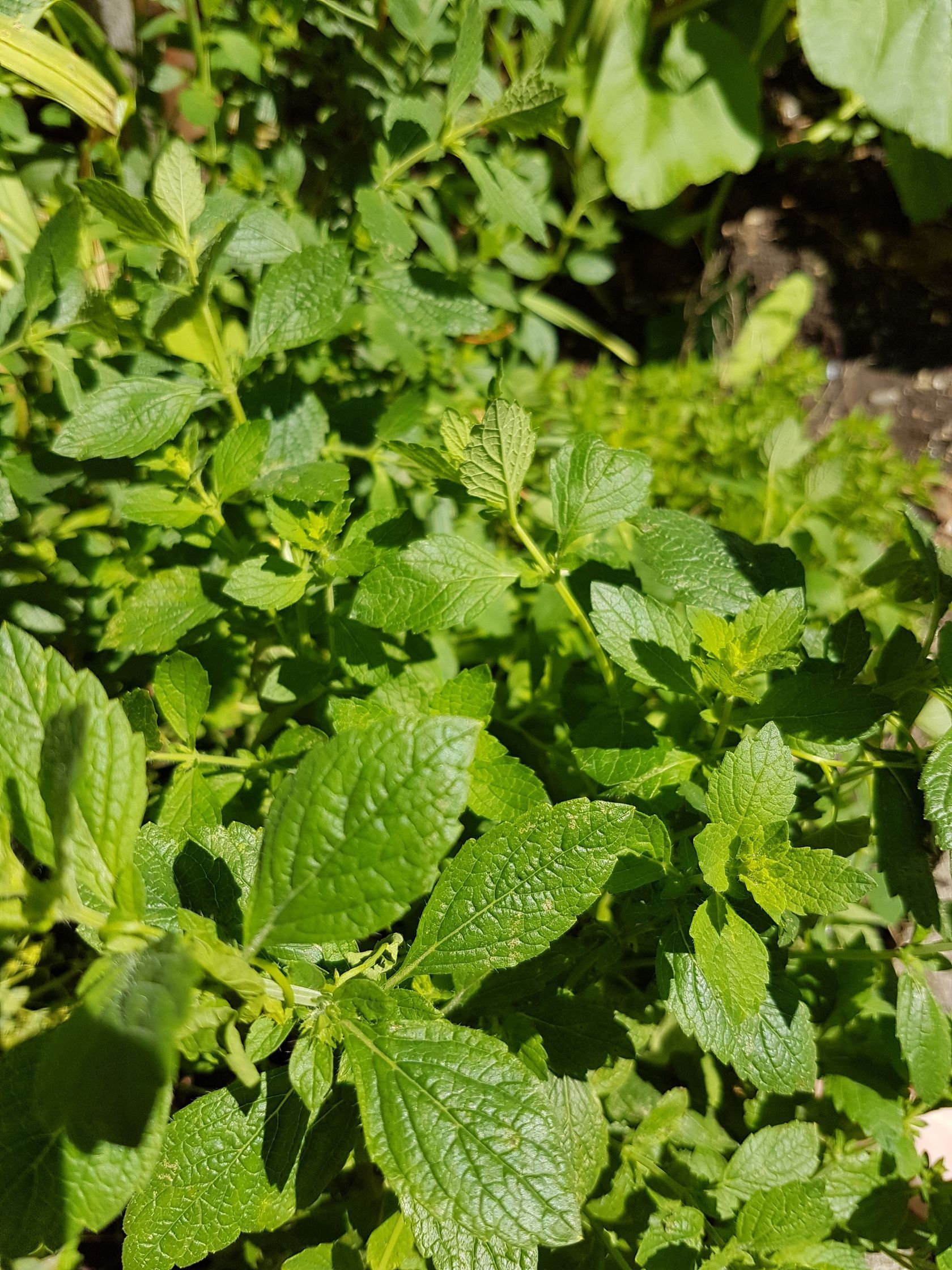 lemon balm.jpeg