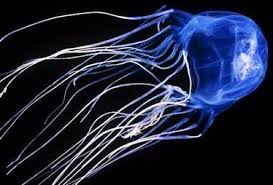 Box Jellyfish.jpg