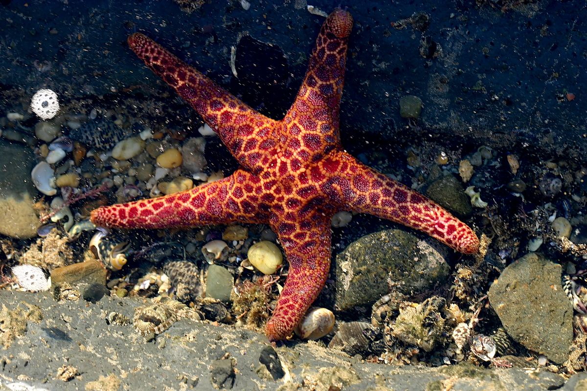 Starfish Wynyard.jpg