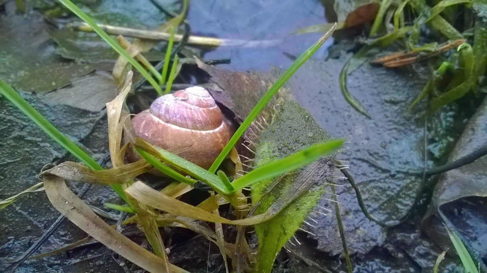 Snail and Leaf Photography in Steemit Blog