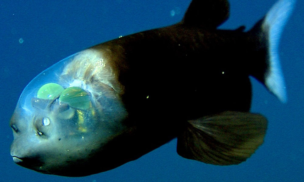 transparent-head-fish (1).jpg