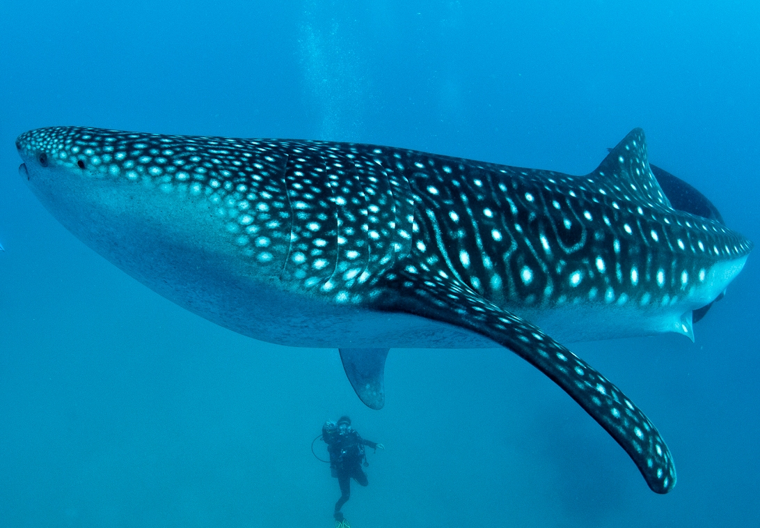 whale-shark.jpg