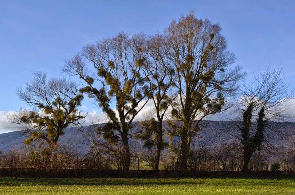 mistletoe-trees-Viscum-album-JRGrant.jpg