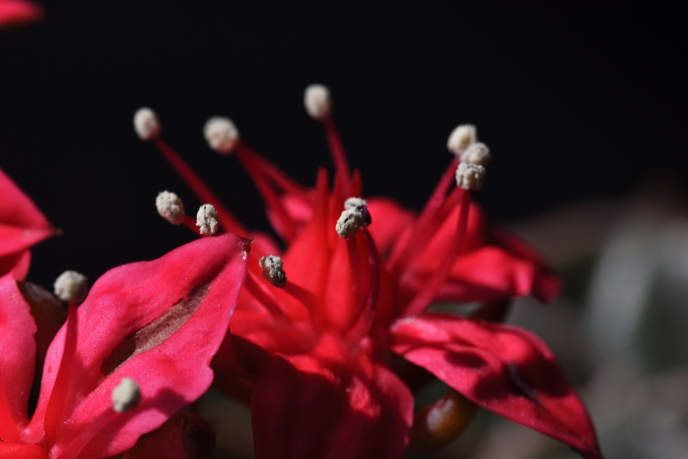 Graptopetalum Belum flower 3.jpg