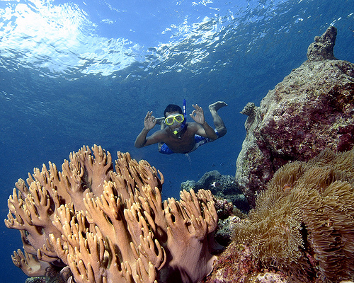 terumbu karang.jpg