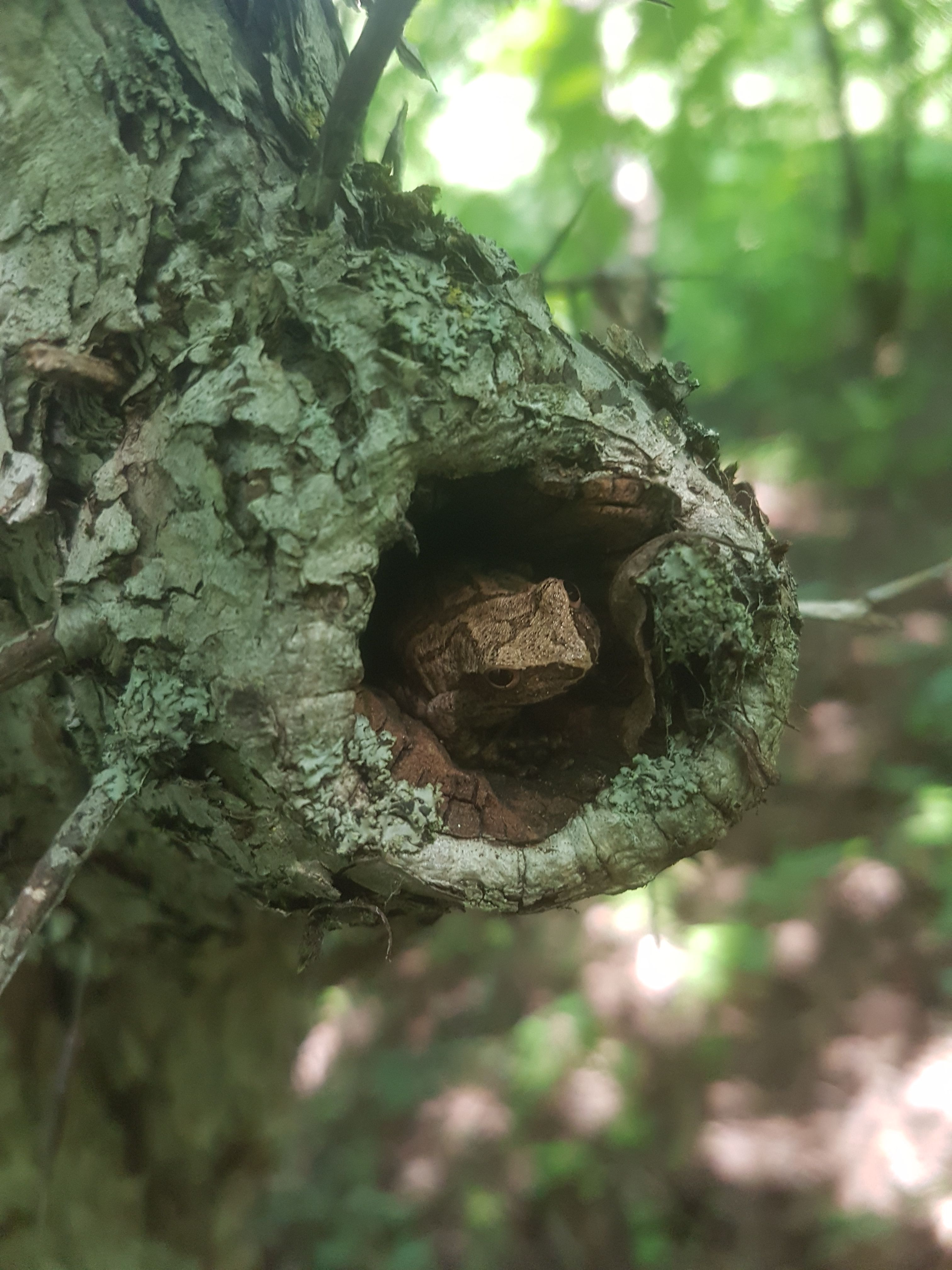 Frog in a tree Meaford.jpg