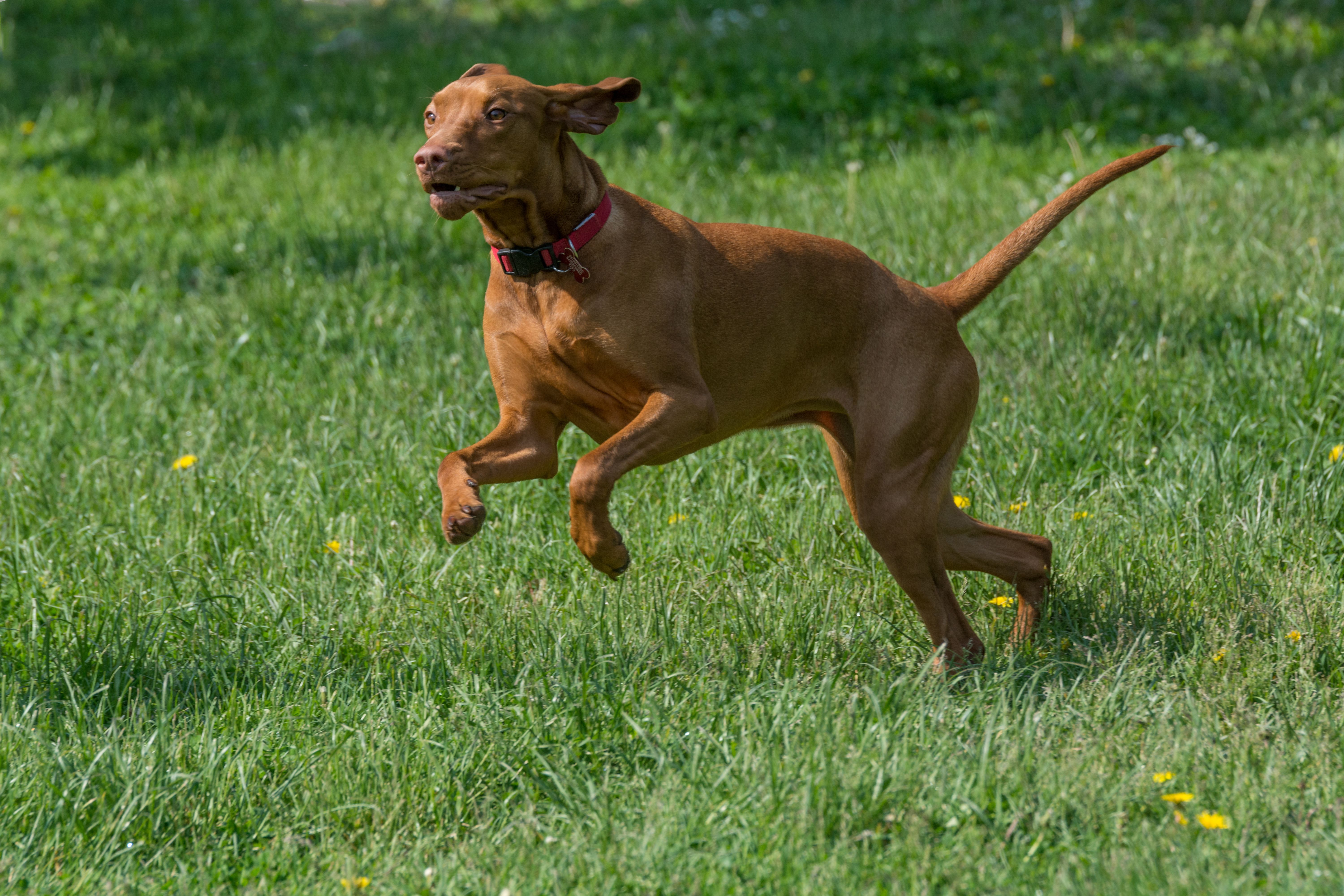 vizla (6).jpg