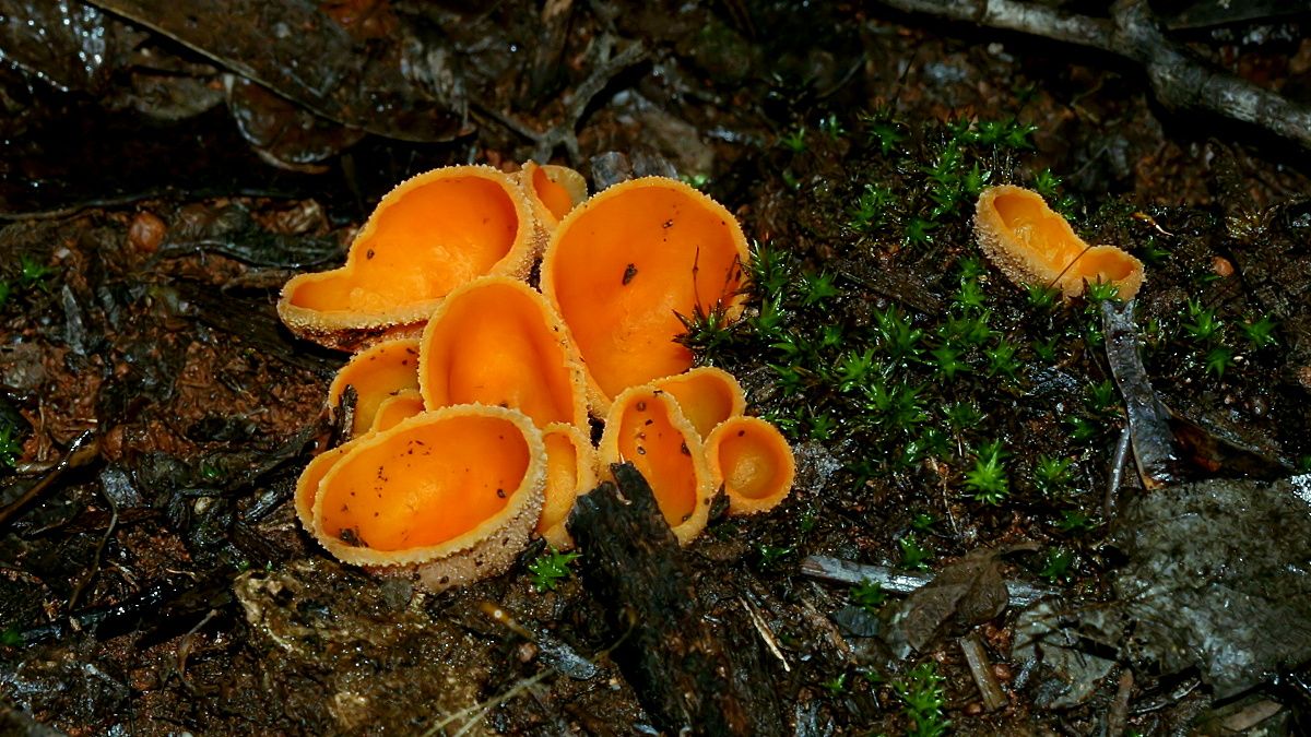 Aleuria aurantia Orange Peel Fungus Rocky-Cape.jpg