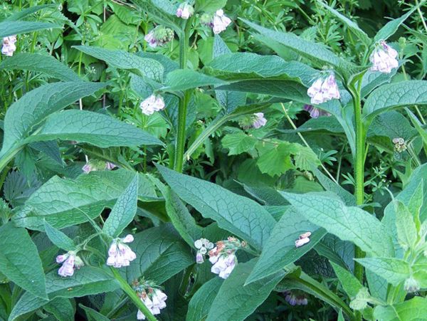 Borage flowers1.jpg