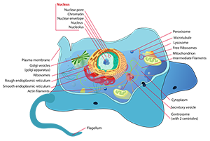 Animal_cell_structure_en.svg.png