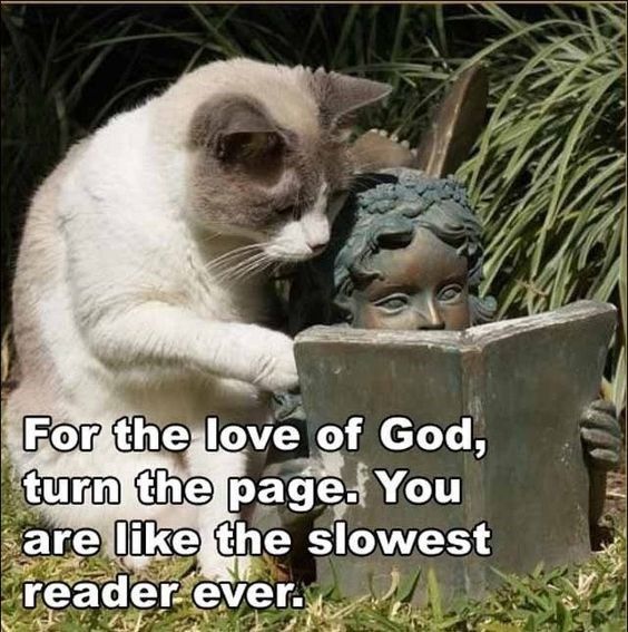 reading cat.jpg