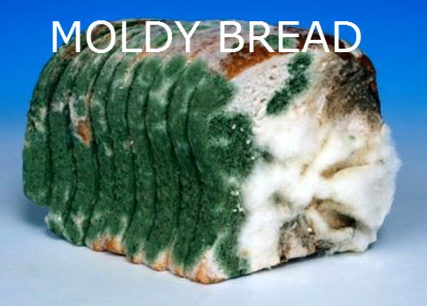 MOLDY BREAD.jpg