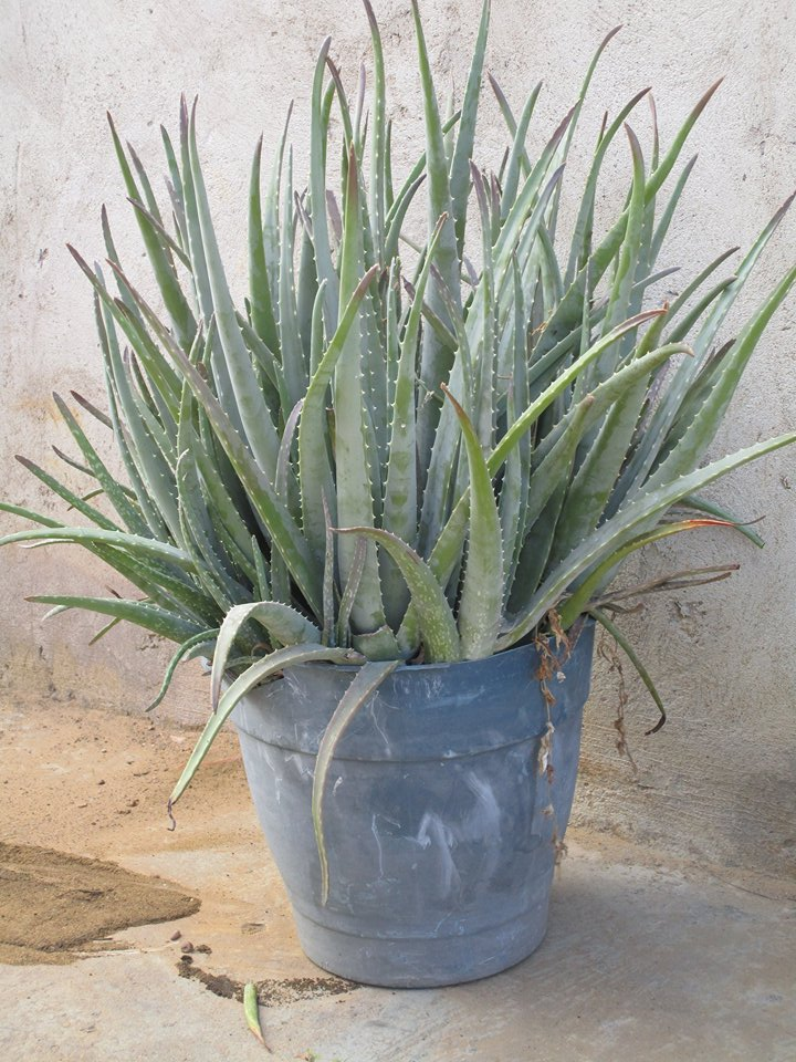 Sabila aloe vera nombre cientifico