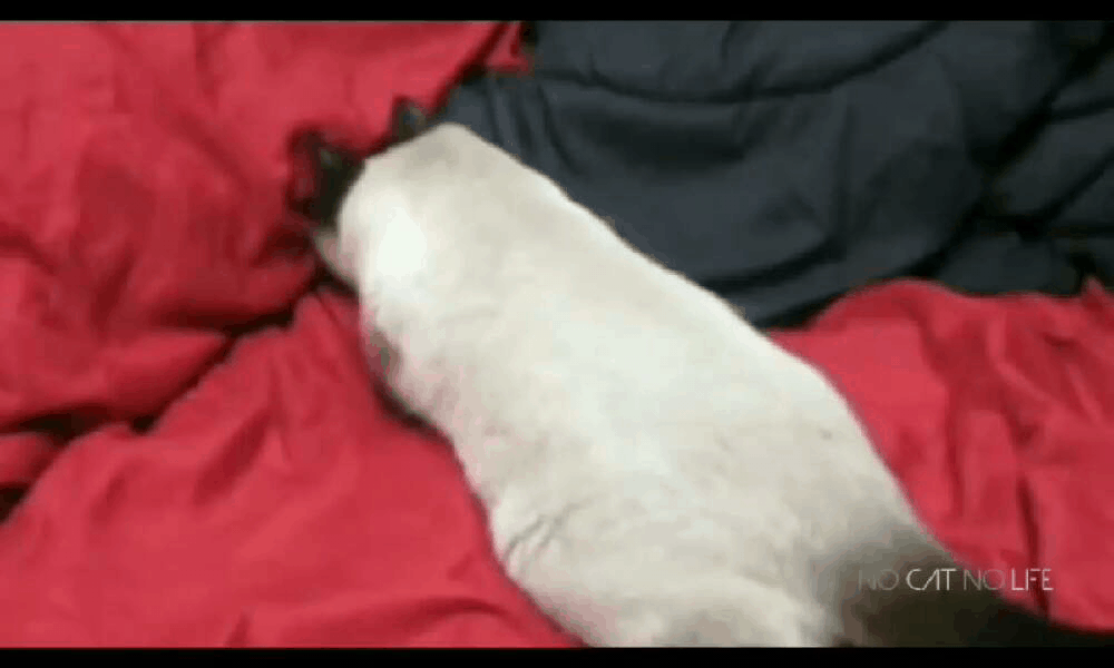 GIF-180305_131651.gif