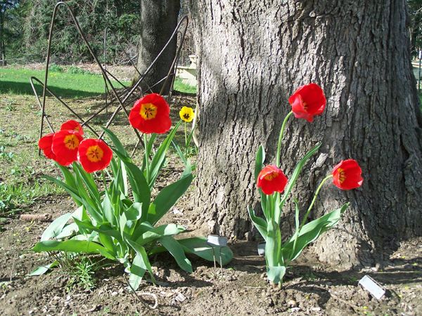 6.Catalpa - tulips crop April 2017.jpg