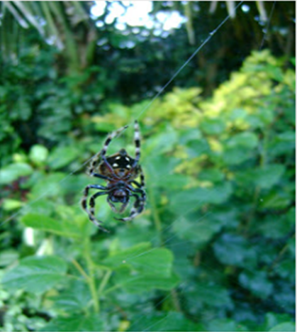 araña.png