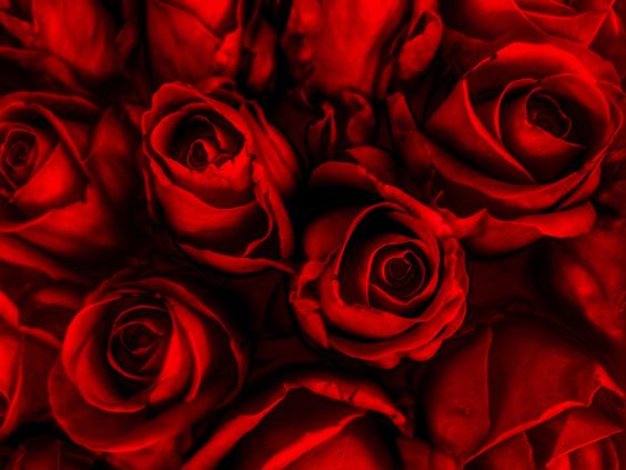 4b1de1027fa7b02ae411dd3035b4d213--rose-wallpaper-wallpaper-backgrounds.jpg