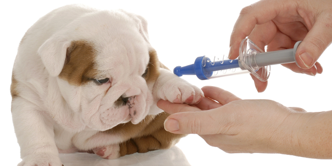 Rabies Vaccine.jpg