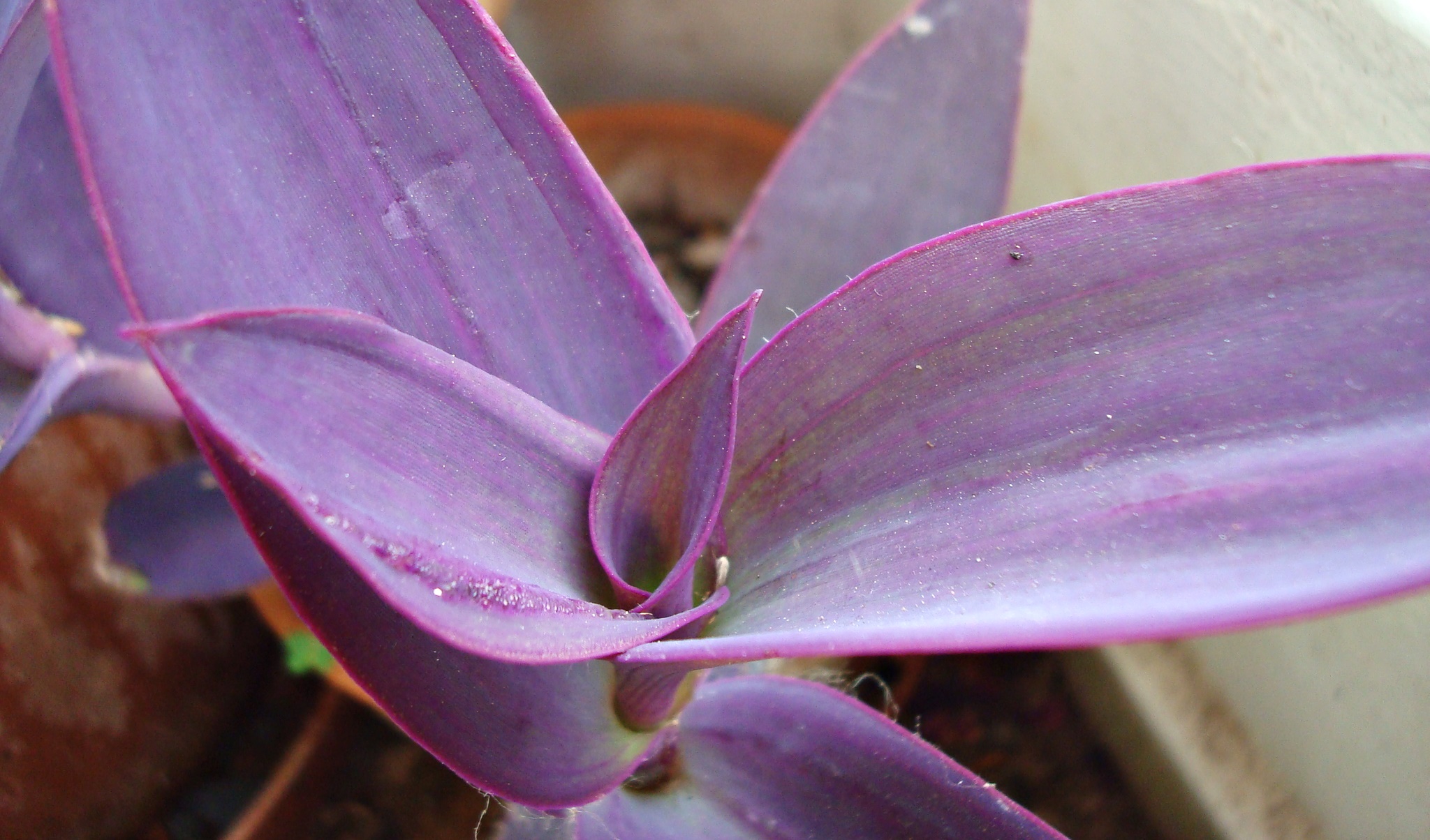 purple 11.JPG