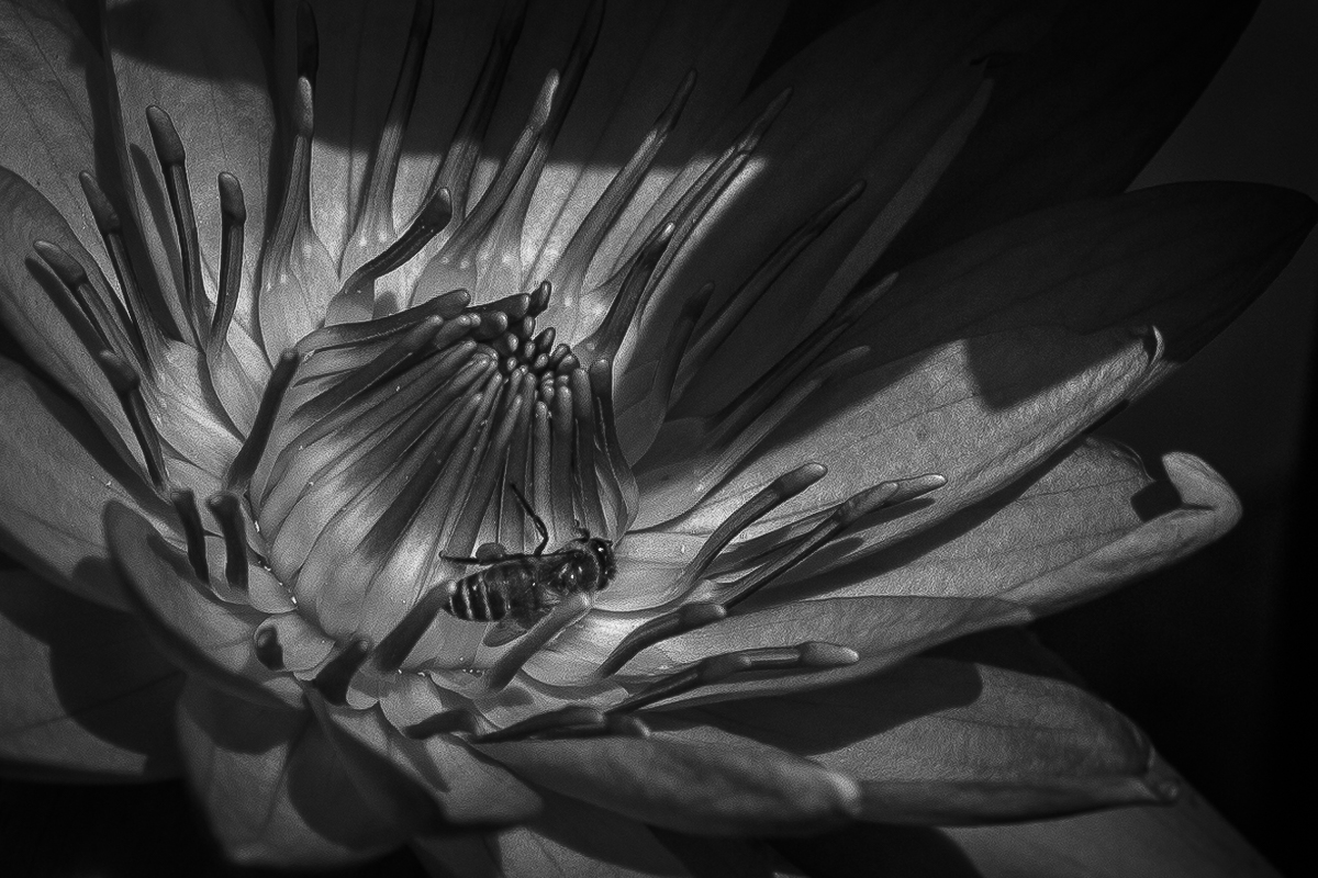 nenufar dezembro 2017 20 bee 1 macro bw.jpg