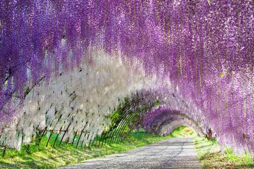 Inilah-16-taman-bunga-yang-indah-di-Jepang-yang-wajib-dikunjungi-wisatawan-13.jpg