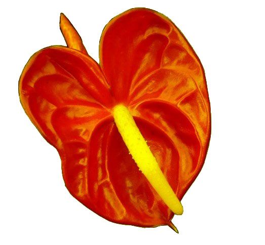 7.Anthurium Bunga Emas dan baigron yang sama.jpg