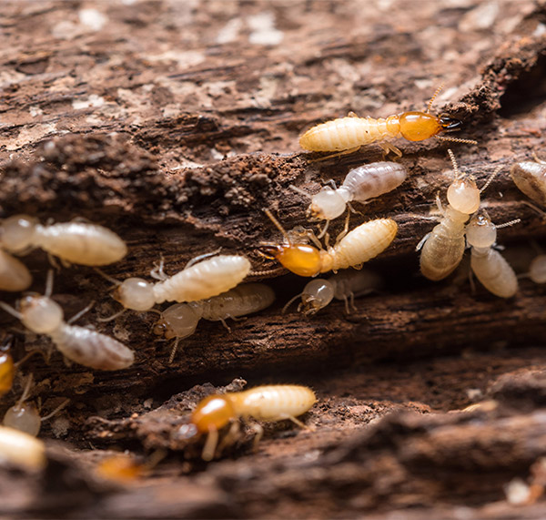 img-termites.jpg