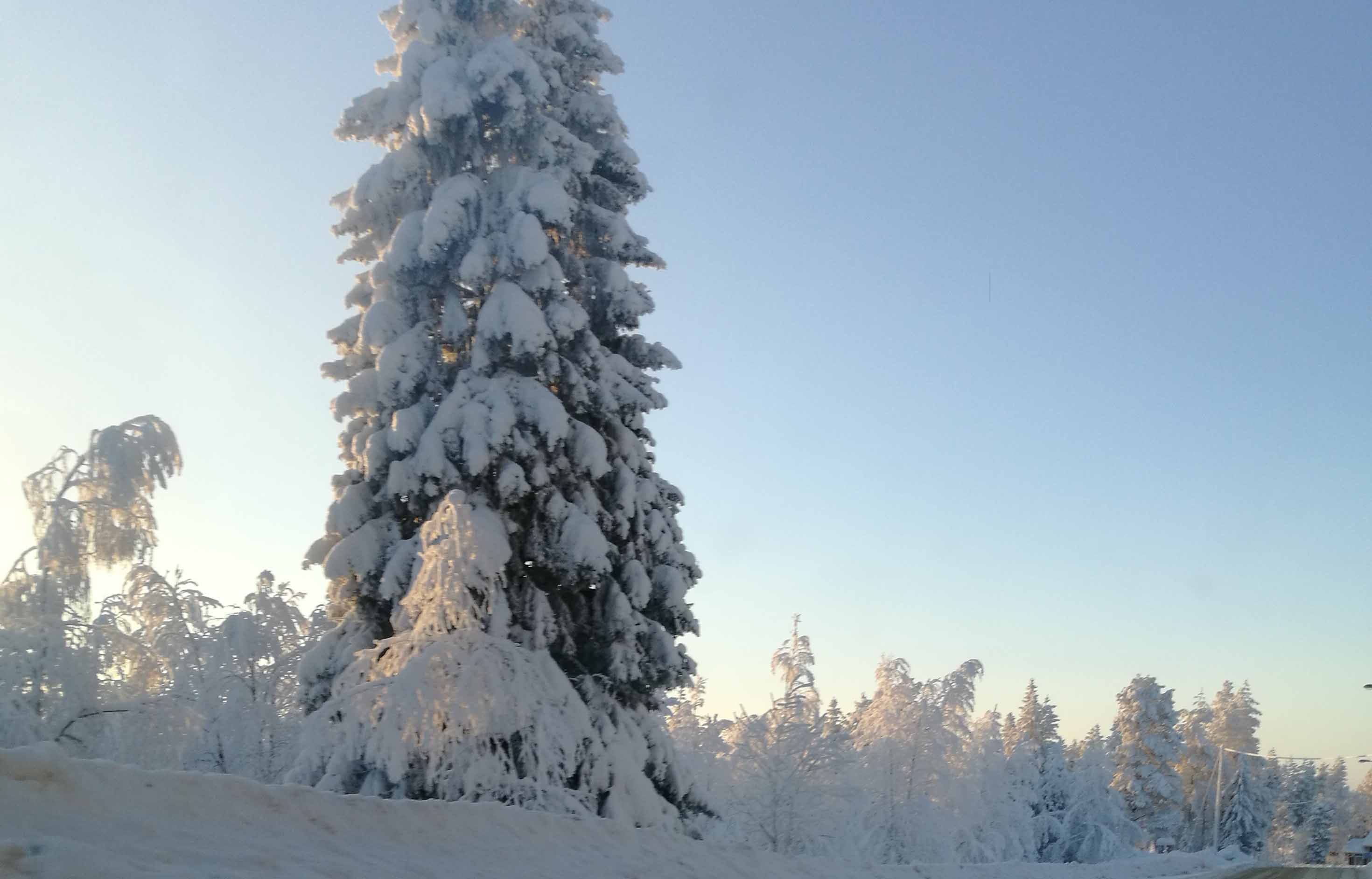 Beautiful Winter Trees Photos- Landscape Photography in Steemit Blog